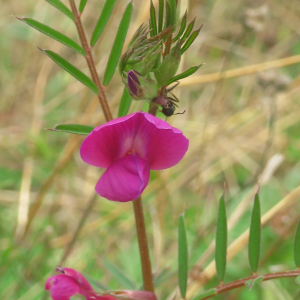 Photographie n°2473944 du taxon Vicia angustifolia L. [1759]