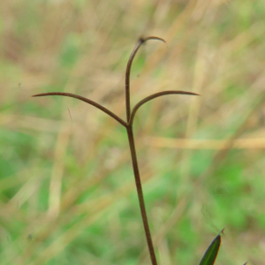 Photographie n°2473946 du taxon Vicia angustifolia L. [1759]