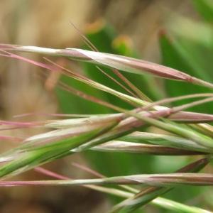 Photographie n°2473949 du taxon Anisantha tectorum (L.) Nevski [1934]