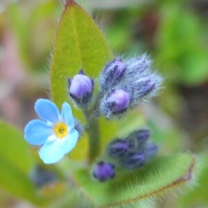Photographie n°2473989 du taxon Myosotis arvensis (L.) Hill [1764]