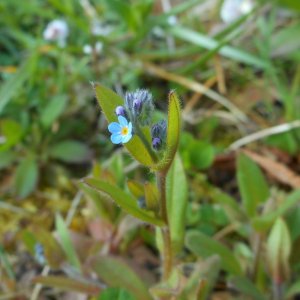 Photographie n°2473990 du taxon Myosotis arvensis (L.) Hill [1764]