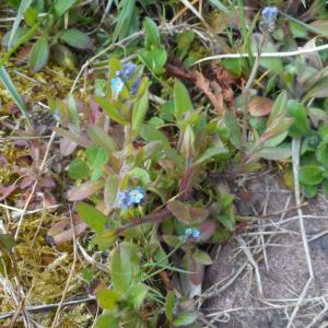 Photographie n°2473992 du taxon Myosotis arvensis (L.) Hill [1764]