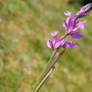 Photographie n°2474011 du taxon Polygala vulgaris L. [1753]