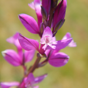 Photographie n°2474012 du taxon Polygala vulgaris L. [1753]