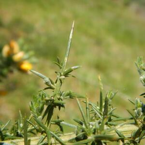 Photographie n°2474023 du taxon Ulex europaeus L. [1753]