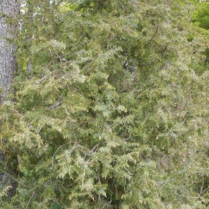 Photographie n°2474042 du taxon Juniperus communis L.