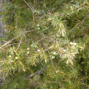 Photographie n°2474043 du taxon Juniperus communis L.