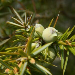 Photographie n°2474044 du taxon Juniperus communis L.