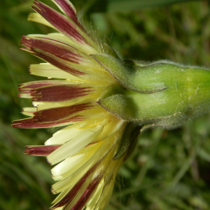 Photographie n°2474048 du taxon Urospermum dalechampii (L.) Scop. ex F.W.Schmidt [1795]