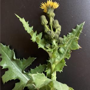 Photographie n°2474053 du taxon Sonchus oleraceus L. [1753]