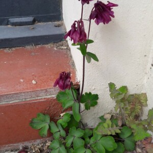 Photographie n°2474066 du taxon Aquilegia vulgaris L. [1753]