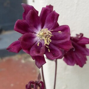 Photographie n°2474067 du taxon Aquilegia vulgaris L. [1753]