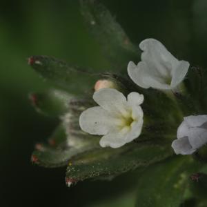 Photographie n°2474071 du taxon Buglossoides arvensis (L.) I.M.Johnst.