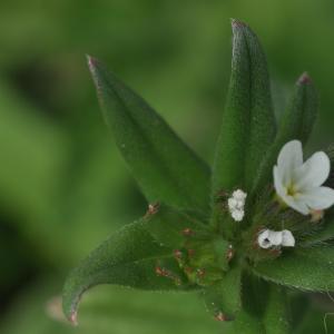 Photographie n°2474072 du taxon Buglossoides arvensis (L.) I.M.Johnst.