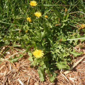 Photographie n°2474081 du taxon Taraxacum officinale F.H.Wigg. [1780]