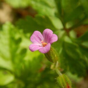 Photographie n°2474093 du taxon Geranium purpureum Vill.