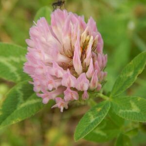 Photographie n°2474103 du taxon Trifolium pratense L. [1753]