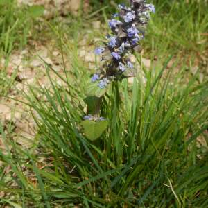 Photographie n°2474149 du taxon Ajuga reptans L. [1753]