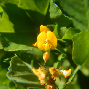 Photographie n°2474160 du taxon Medicago arabica (L.) Huds. [1762]