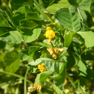 Photographie n°2474161 du taxon Medicago arabica (L.) Huds. [1762]