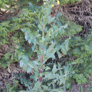 Photographie n°2474169 du taxon Sonchus oleraceus L. [1753]