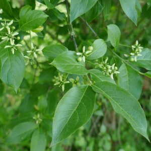 Photographie n°2474201 du taxon Euonymus europaeus L. [1753]