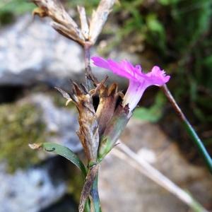 Photographie n°2474208 du taxon Dianthus carthusianorum L.