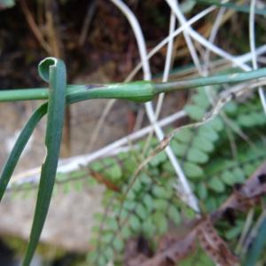 Photographie n°2474209 du taxon Dianthus carthusianorum L.