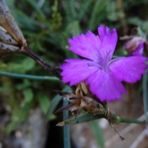 Photographie n°2474210 du taxon Dianthus carthusianorum L.