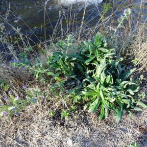 Photographie n°2474237 du taxon Echium vulgare L.