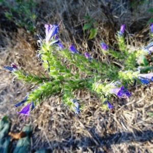 Photographie n°2474239 du taxon Echium vulgare L.