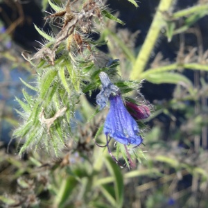 Photographie n°2474240 du taxon Echium vulgare L.