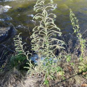 Photographie n°2474241 du taxon Echium vulgare L.