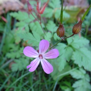 Photographie n°2474243 du taxon Geranium robertianum L.