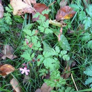 Photographie n°2474245 du taxon Geranium robertianum L.