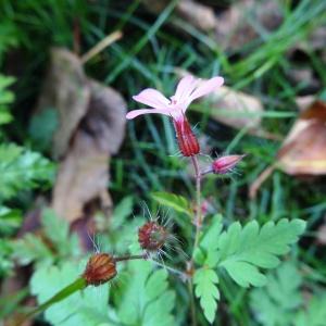 Photographie n°2474246 du taxon Geranium robertianum L.