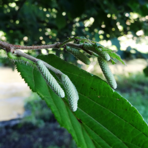 Photographie n°2474266 du taxon Corylus avellana L.