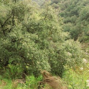 Photographie n°2474290 du taxon Quercus ilex subsp. ballota (Desf.) Samp. [1909]