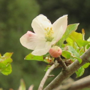 Photographie n°2474317 du taxon Malus domestica Borkh. [1803]