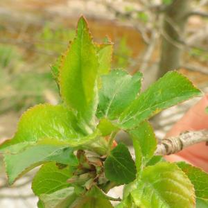 Photographie n°2474318 du taxon Malus domestica Borkh. [1803]