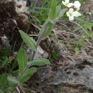 Photographie n°2474321 du taxon Pseudoturritis turrita (L.) Al-Shehbaz