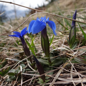 Photographie n°2474325 du taxon Gentiana verna L.