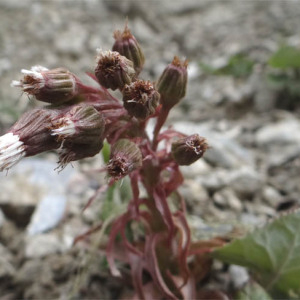 Photographie n°2474330 du taxon Petasites hybridus (L.) G.Gaertn., B.Mey. & Scherb.