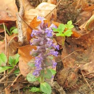 Photographie n°2474340 du taxon Ajuga reptans L. [1753]