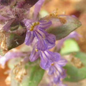 Photographie n°2474341 du taxon Ajuga reptans L. [1753]