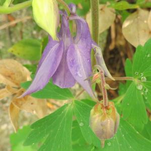 Photographie n°2474348 du taxon Aquilegia vulgaris L. [1753]