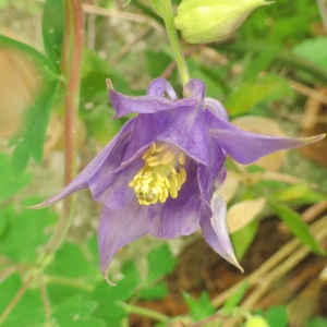  - Aquilegia vulgaris L. [1753]