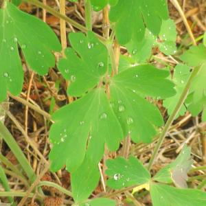 Photographie n°2474350 du taxon Aquilegia vulgaris L. [1753]