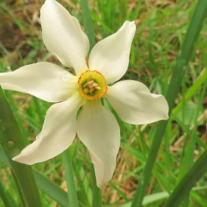 Photographie n°2474357 du taxon Narcissus poeticus L. [1753]