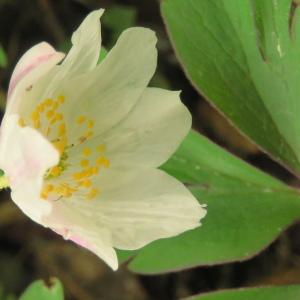 Photographie n°2474367 du taxon Anemone nemorosa L. [1753]